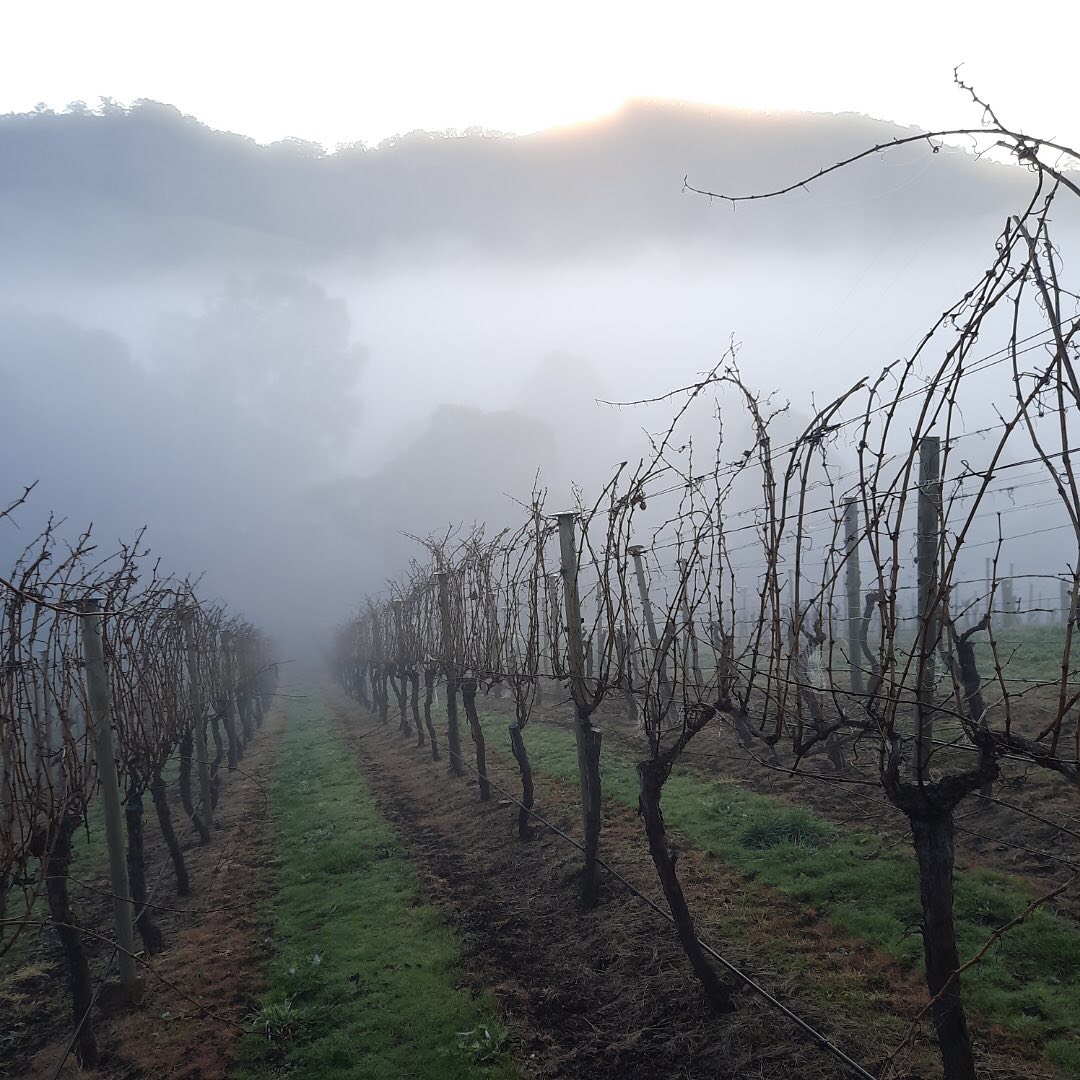 Winter pruning is underway