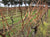winter in the gioiello estate vineyard