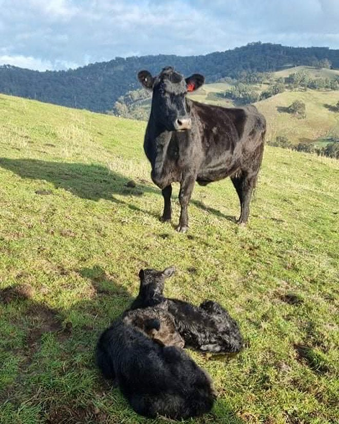 Welcoming twins on the farm